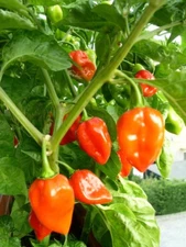 Habanero Pepper Seeds, SUPER HOT PEPPER!, NON-GMO, Variety Sizes, FREE SHIPPING