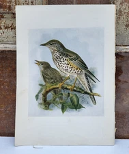 1917 H.E. Dresser Birds of Britain Original Antique Bird Print Missel Thrush