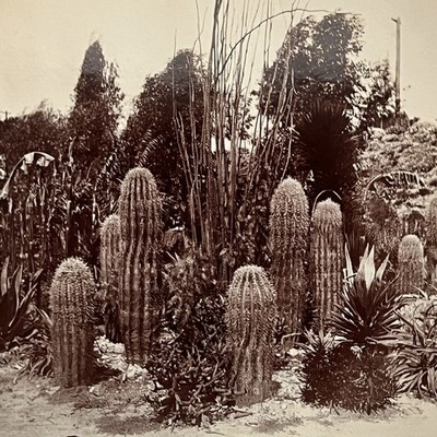 Vintage Snapshot Photograph Beautiful Ferocactus Barrel Cactus American West