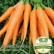 800+ Tendersweet Carrot Seeds - Non-GMO | Fresh Garden Seeds USA Free Shipping