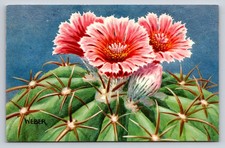 1957 Devil's-Head Cactus Postcard Weber National Wildlife Federation