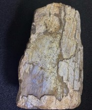 dinosaur-bone-fossil-rare-well-defined-free-standing-856-grams-189-lbsutah