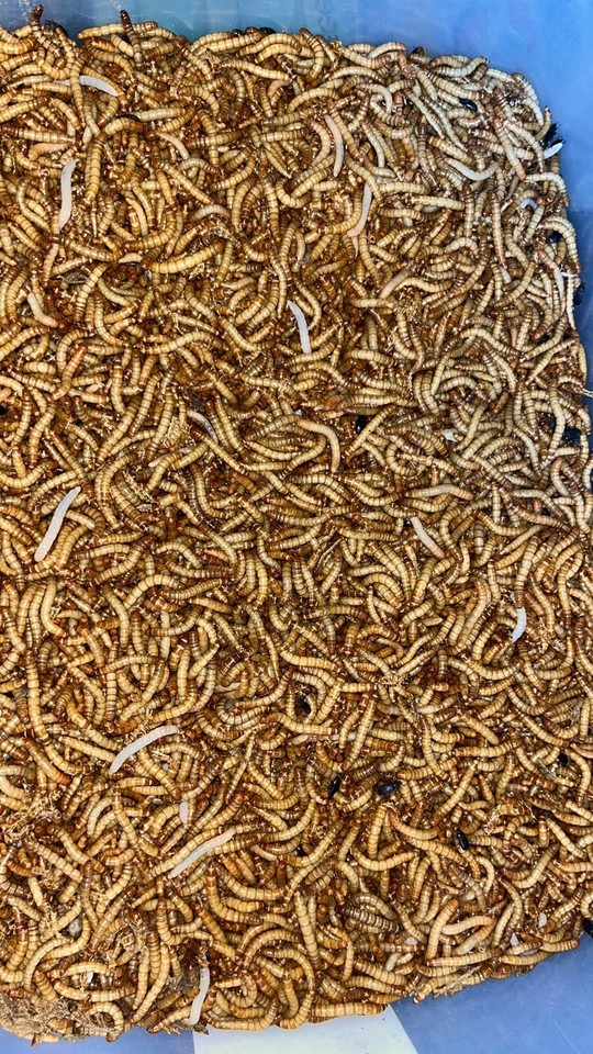 100 Live Mealworms FREE Shipping!, Grown Organic in Oklahoma