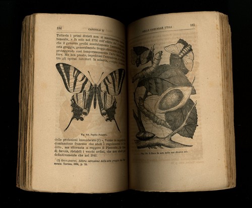 libro LE FARFALLE Felice Franceschini con 230 incisioni E. TREVES EDITORE 1870 - Picture 4 of 5