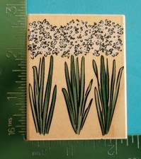 Hero Arts THREE PAPER WHITES Flower Rubber Stamp E2245