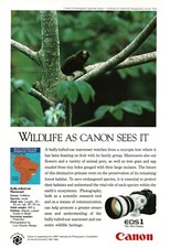 1992 CANON EOS1 35mm camera Buffy-Tufted-Ear Marmoset monkey Vintage Print Ad