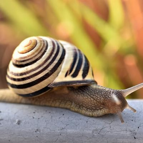 1 Live Land Milk Snails Otala Lactea XL, Breeder,Pet,Fu,Edu Free SAME DAY SHIP.
