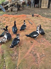 Uova Fertili Anatra Muta, Scrivi Prima