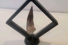 Spinosaurus Tooth Fossil Collector NN3