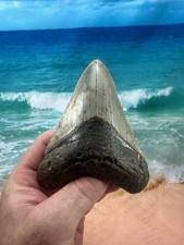 MEGALODON Fossil Giant Shark Teeth Ocean No Repair 5.21