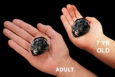 APACHE TEAR 2" RARE Raw Rock Mineral Specimen Root Chakra Healing Crystal Stone