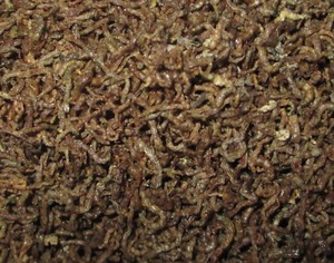 download freeze dried bloodworms download freeze dried bloodworms