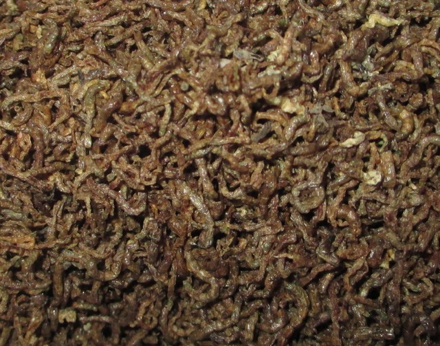 download freeze dried bloodworms download freeze dried bloodworms