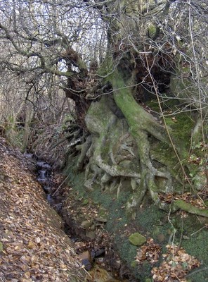 Foto 12x8 Festhalten am Boden wie er langsam verschwindet Rowberrow A Baum r c2017