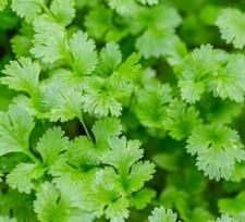 Coriander/ Cilantro Seeds - Herb for Germination x 230 Seeds