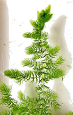 Outdoor Fast growing Stems of Hornwort - Live Aquarium Plants BUY 2 GET 1 FREE