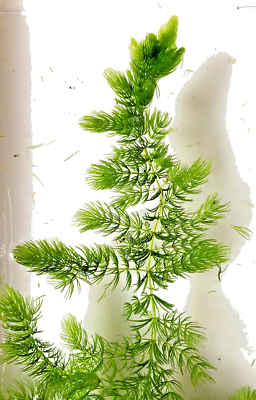Outdoor Fast growing Stems of Hornwort - Live Aquarium Plants BUY 2 GET 1  FREE | eBay