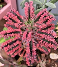 Kalanchoe Pink Butterfly, Rare Succulent, drought tolerant plant seed -100 SEEDS