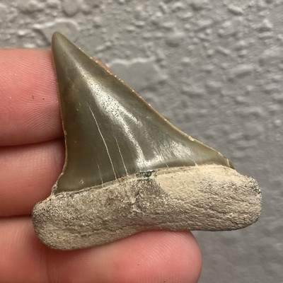 GEM QUALITY MAKO SHARK TOOTH FLORIDA AUTHENTIC FOSSIL GLOSSY 2 