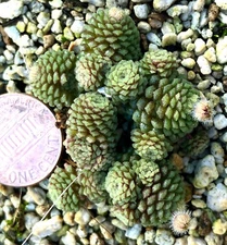 Succulent Plant--Monanthes polyphylla--Cute & Unique!