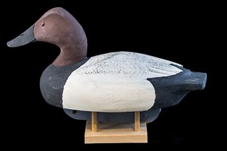Canvasback duck decoy by Bob Hayden