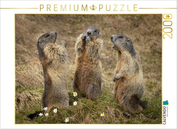 Calvendo Puzzle Murmeltierversammlung | 2000 Teile Lege-GrößE 90X67Cm Foto-Puzzl-image