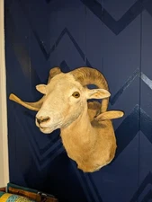 Vintage Beautiful Dall Sheep Ram Taxidermy Mount Cabin Decor Shoulder Mount