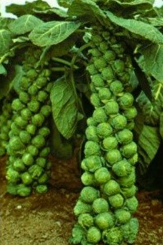 1000 LONG ISLAND BRUSSEL SPROUT Vegetable Seeds-Non GMO-Open Pollinated. - Afbeelding 1 van 2