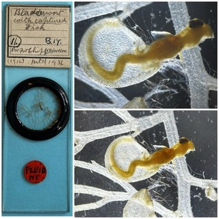 Antique Microscope Slide. Showing Marine Bladderwort With Captured Fish.