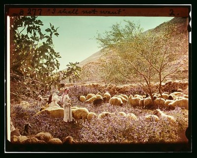 Twenty Third Psalm,23rd Psalm,Shepherd Life,Sheep,Middle East,American Colony,5