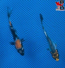 (2) 4" (SHOWA & MIDNIGHT KUJAKU) Live Koi Fish Garden Pond 10/27