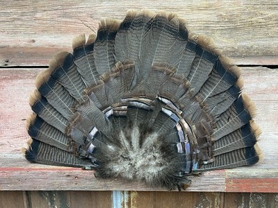 1 - Adult Eastern Wild Turkey Tail Fan for Turkey Decoy #15