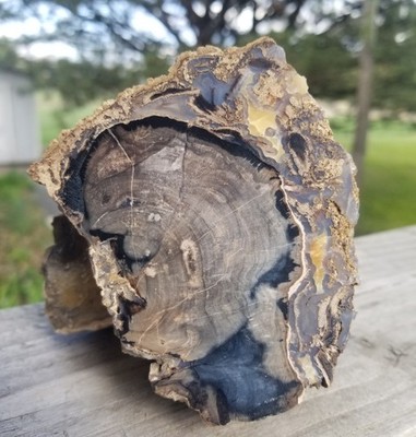 Nice Blue Forest Petrified Agatized Wood Limb WY Cut Polished Beautiful Display