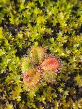 Drosera rosulata- Rare Tuberous Drosera Carnivorous Plant Species