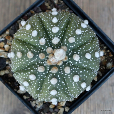 A4795 ASTROPHYTUM SUPERKABUTO pot9-H6-W8 cm MaMa Cactus