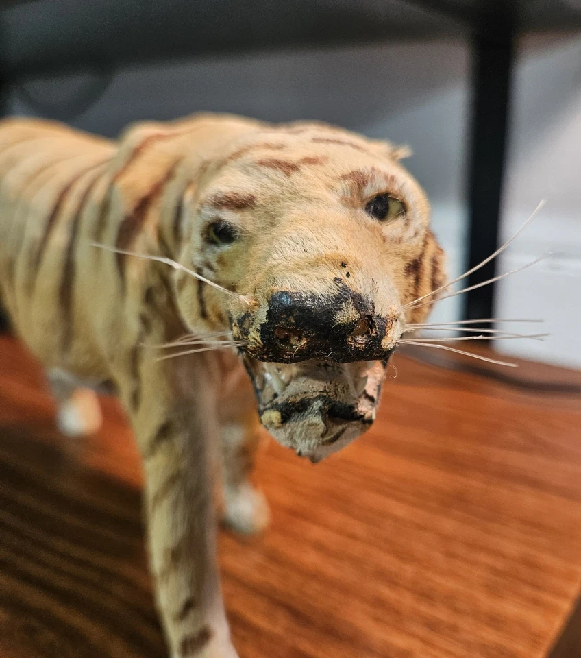 Antiguo Victoriano-Juguete/Modelo Tigre Taxidermia-Piel de Cabra/Ojos de Vidrio-Cosido a Mano Foto 2 de 4