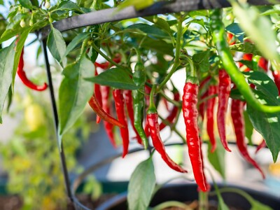 thai dragon chilli
