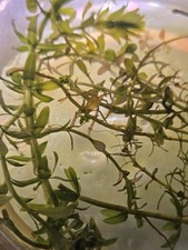 Mixed Bacopa Beginner Stem Plants Live Freshwater Aquarium Plant Bunch