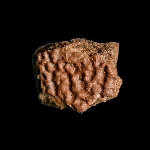 0.8" Fossil Turtle Shell Judith River Formation Montana Dinosaur Cretaceous Age - Picture 3 of 4