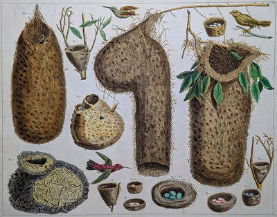 Albertus Seba 1734 - Tropische Vogelnester - Aufwendig - Rar - Altkolorit