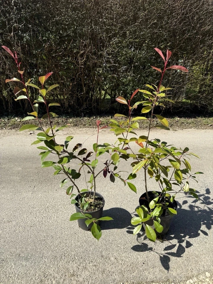 Photinia online kaufen | eBay.de
