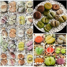 10 Samen LITHOPS MIX lebende Steine