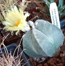 Astrophytum myriostigma Classic Forms Bishop's Cap Cactus 25