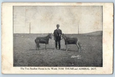 c1905 The Two Smallest Horses In The World Tom Thumb And Admiral Dot Postcard