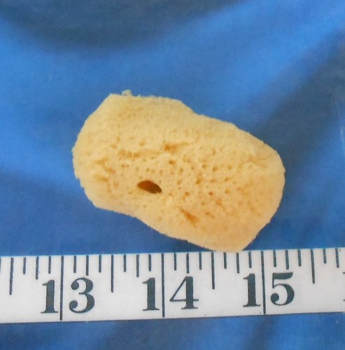 ~ Natural Sponge ~1.5"-2"~ Yellow ~ Shellcraft / Cosmetics ~Sailor's Valentines~ - Picture 4 of 9