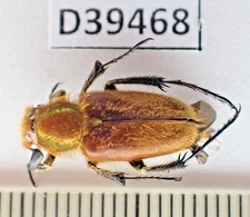 D39468. Insects, Beetles, Glaphyridae sp. Vietnam North