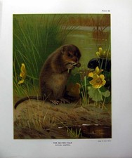 Original Old Antique Print 1902 Colour Water Vole Arvicola Amphibius Mammals