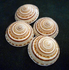 12 Sundial Shells Seashells 1 1/4" - 1 3/4" Coastal Arts, Crafts, Decorating