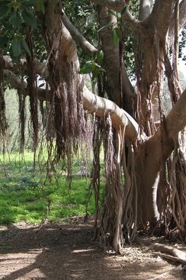 100+ Ficus obliqua Seeds Small Leaved Fig Bonsai Tree Rare Plant