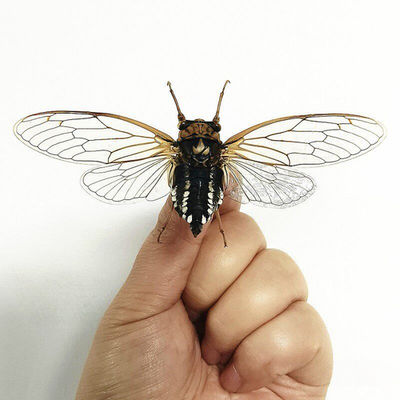 #ad REAL Jin Liaochan Cryptotympana atrata Science Education Specimen $15.20